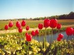 Hollanda Lalezar