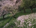 Cherry Trees