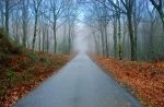 Yol
