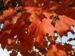 fall-reflections