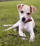 köpek