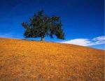Lone Tree