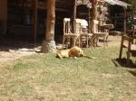 coni:)