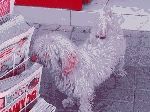 Köpek