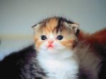 kedi