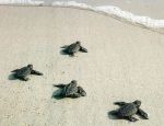 Caretta caretta