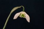 lavinia flower