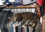 kedi